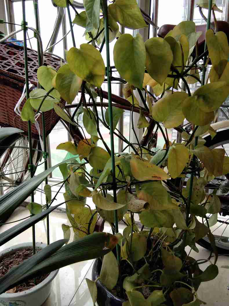 绿萝叶子变黄怎么养才能更旺盛,养的绿萝这几天叶子黄了怎么处理