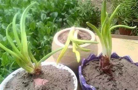 阳台种上这些菜冬天吃太美味了,阳台种菜什么菜好种