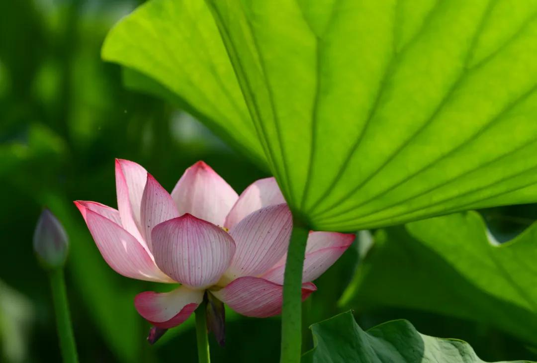 夏季最美荷花在哪里,山东最漂亮的荷花