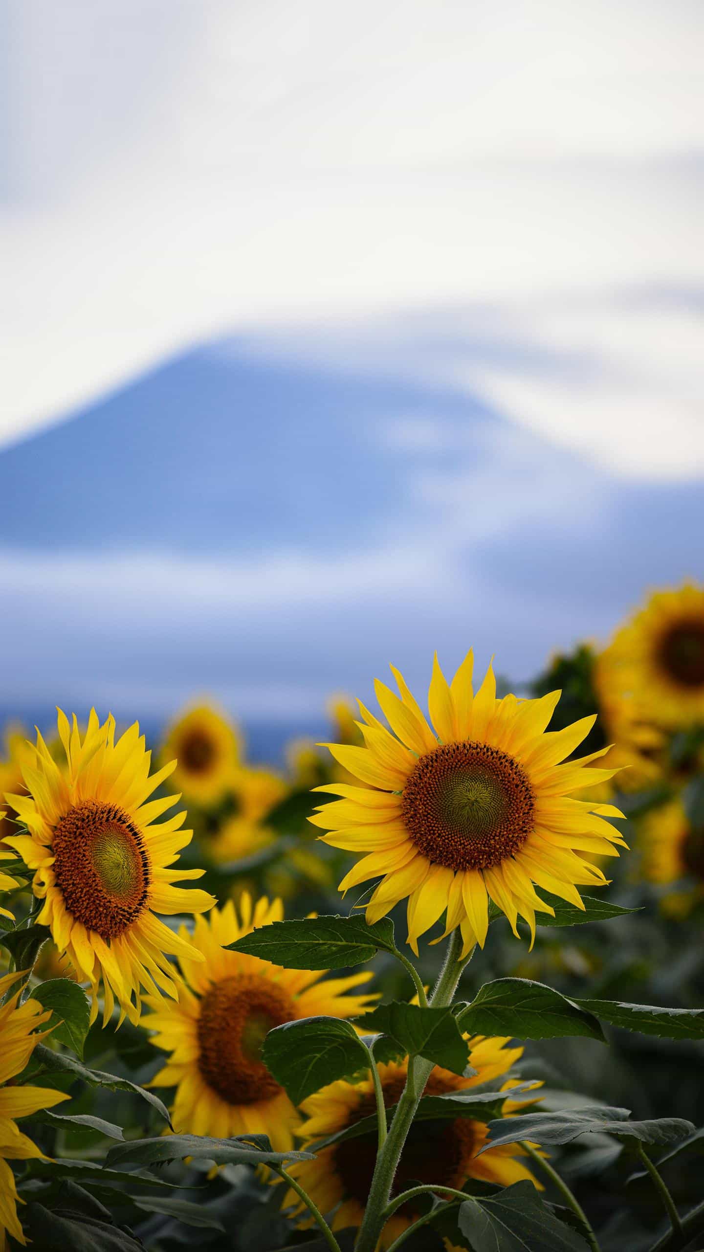 三观不合的婚姻哪三观,三观不合究竟是哪三观呢