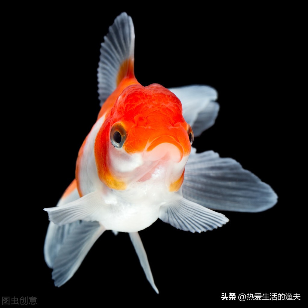 金鱼怎么养才不会死掉,养金鱼容易死的几个原因