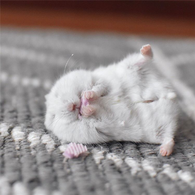 仓鼠躺手吃美食，虽然看着很可爱，但饲主内心很复杂