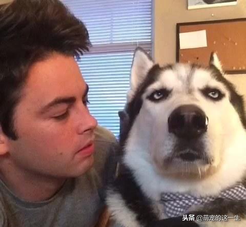 事实证明，不管是大型犬还是小型犬，养只二哈才是最省钱的