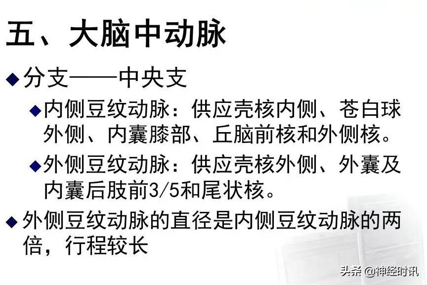脑动脉解剖学讲解,基底节区脑血管解剖