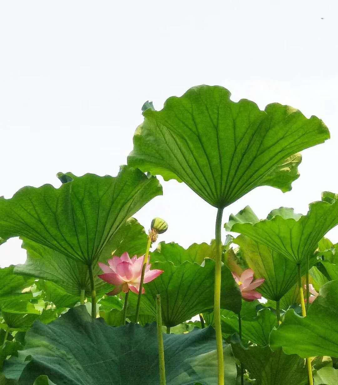 「慕思词联」人生常似风前絮