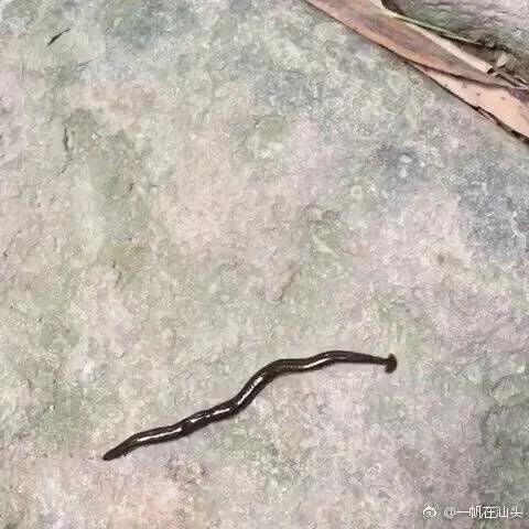 蚂蝗为什么被称为吸血鬼,山蚂蝗的惊悚故事