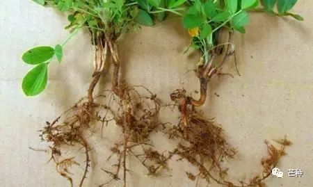 花生高产栽培技术视频,种花生到收花生的所有过程