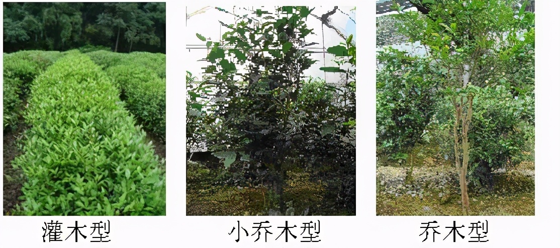 普洱茶分类普洱茶有几种类型,普洱茶基础知识普洱茶分类