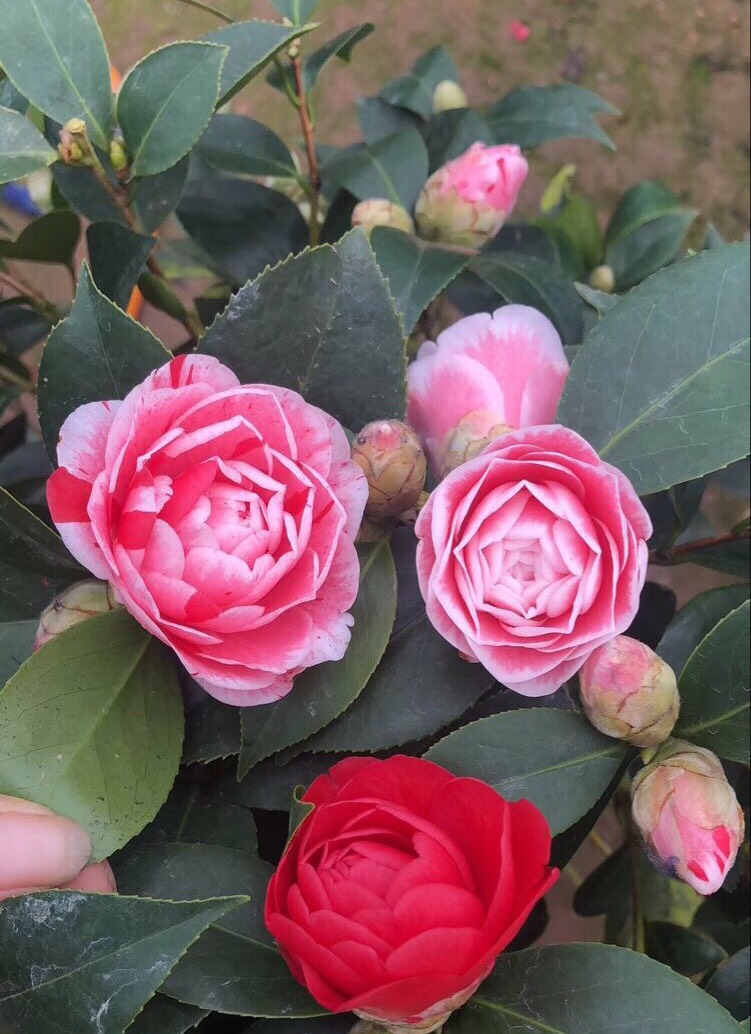 招财富贵花有哪些,高级富贵花给人带来吉祥好运