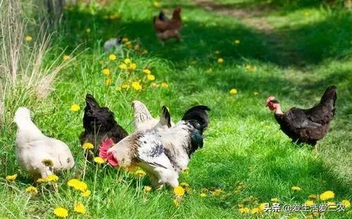 农村创业项目推荐2021新政策,农村创业项目推荐2021小本生意