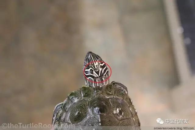 地图龟成体样子,地图龟种类及图解