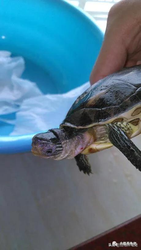 龟的腐皮是什么导致的,龟的腐皮腐甲严重怎么办