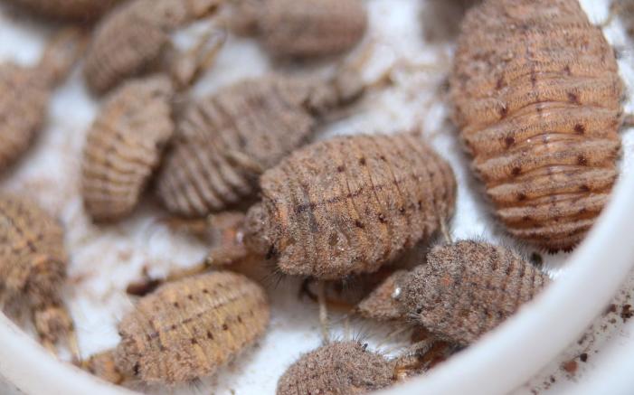 地牯牛专业捕捉,怎样大量捕捉地牯牛