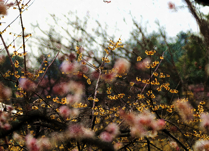 南京古林梅岭，二梅报春；盆景园梅花，婀娜多姿