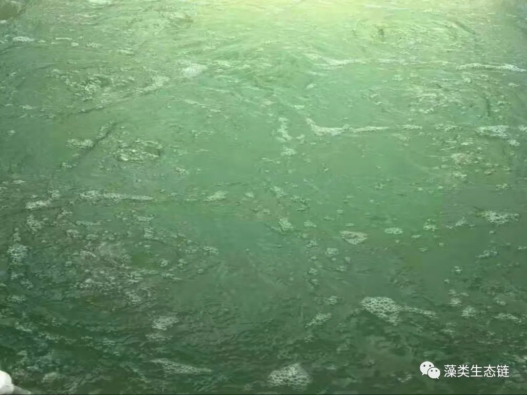 藻类培养课程视频教程,海南藻类生态链