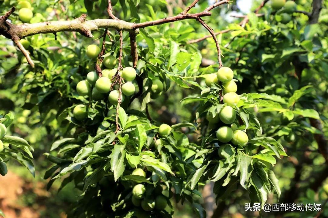 元江凉拌炸洋芋,云南拌水果怎么拌