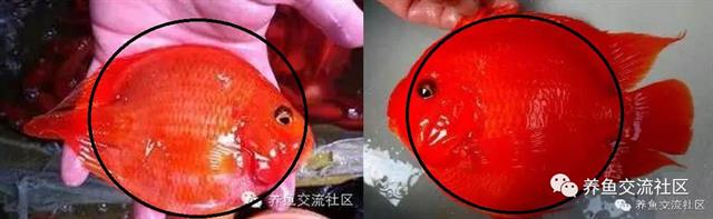 招财热带鱼观赏鱼大全,财神鹦鹉鱼热带观赏鱼