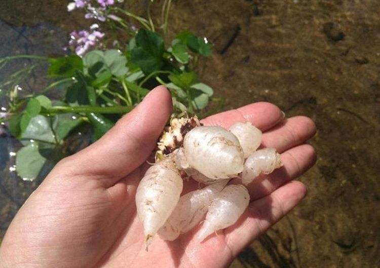 三叶草的根是水晶萝卜能吃吗,三叶草的果子