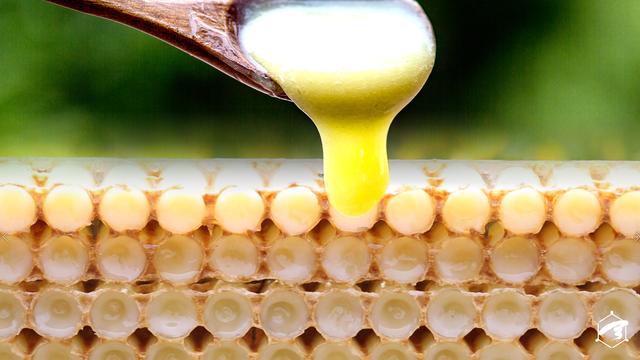 增强免疫力吃蜂王浆好还是蜂胶好,蜂王浆是提高免疫力最好的补品吗