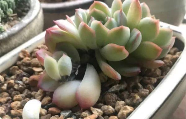 多肉夏季叶子老掉怎么办,多肉夏天老是掉叶子怎么办