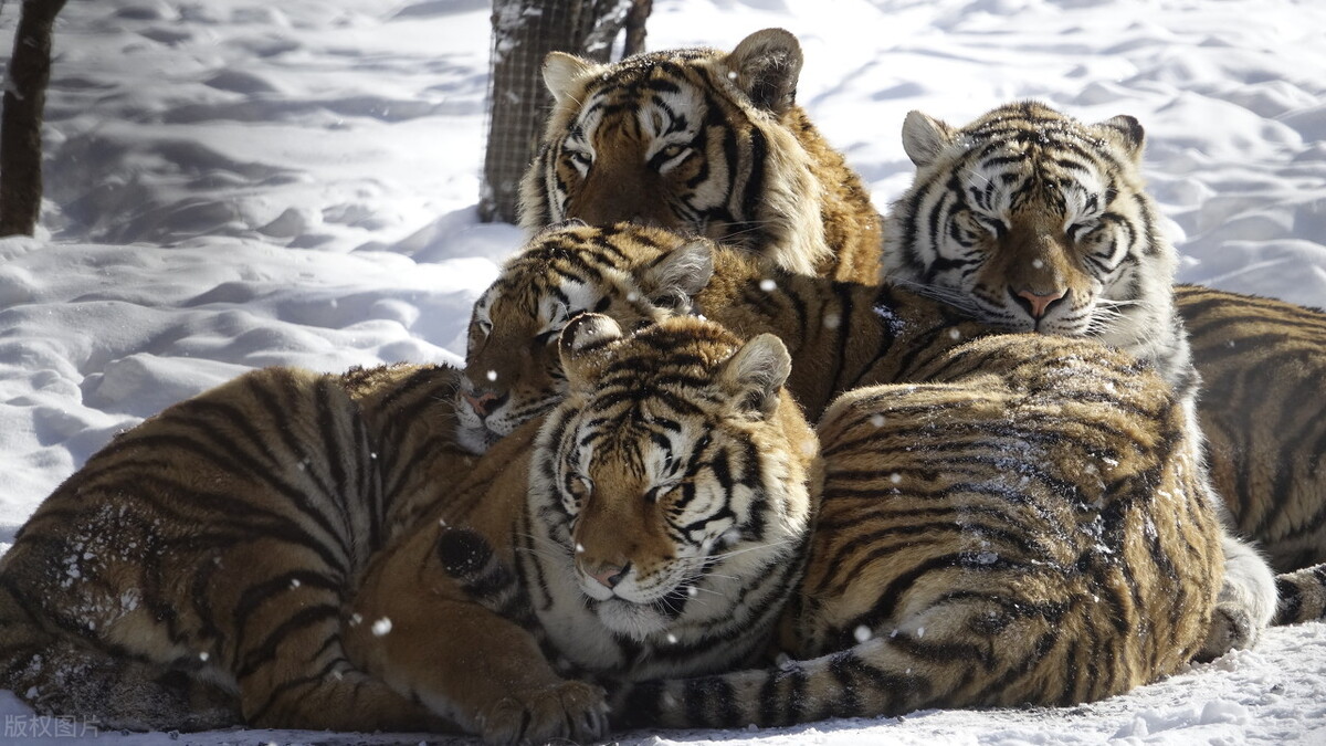 东北极端暴雪中东北虎会受灾吗,东北气温会冻死东北虎吗