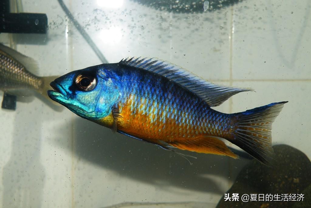 回忆三湖,三湖慈鲷纪念