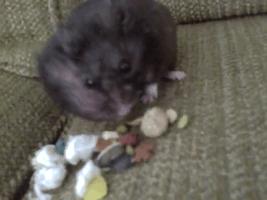 仓鼠为什么把食物都塞到嘴里面去,仓鼠为什么要往嘴巴里塞食物呢