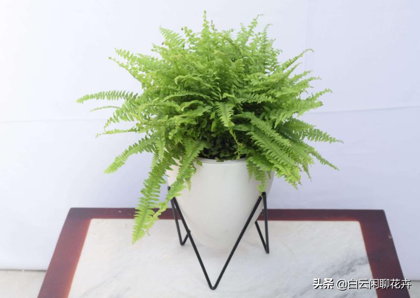 波士顿蕨类植物怎么越养越茂盛,波士顿蕨对人有益还是有害