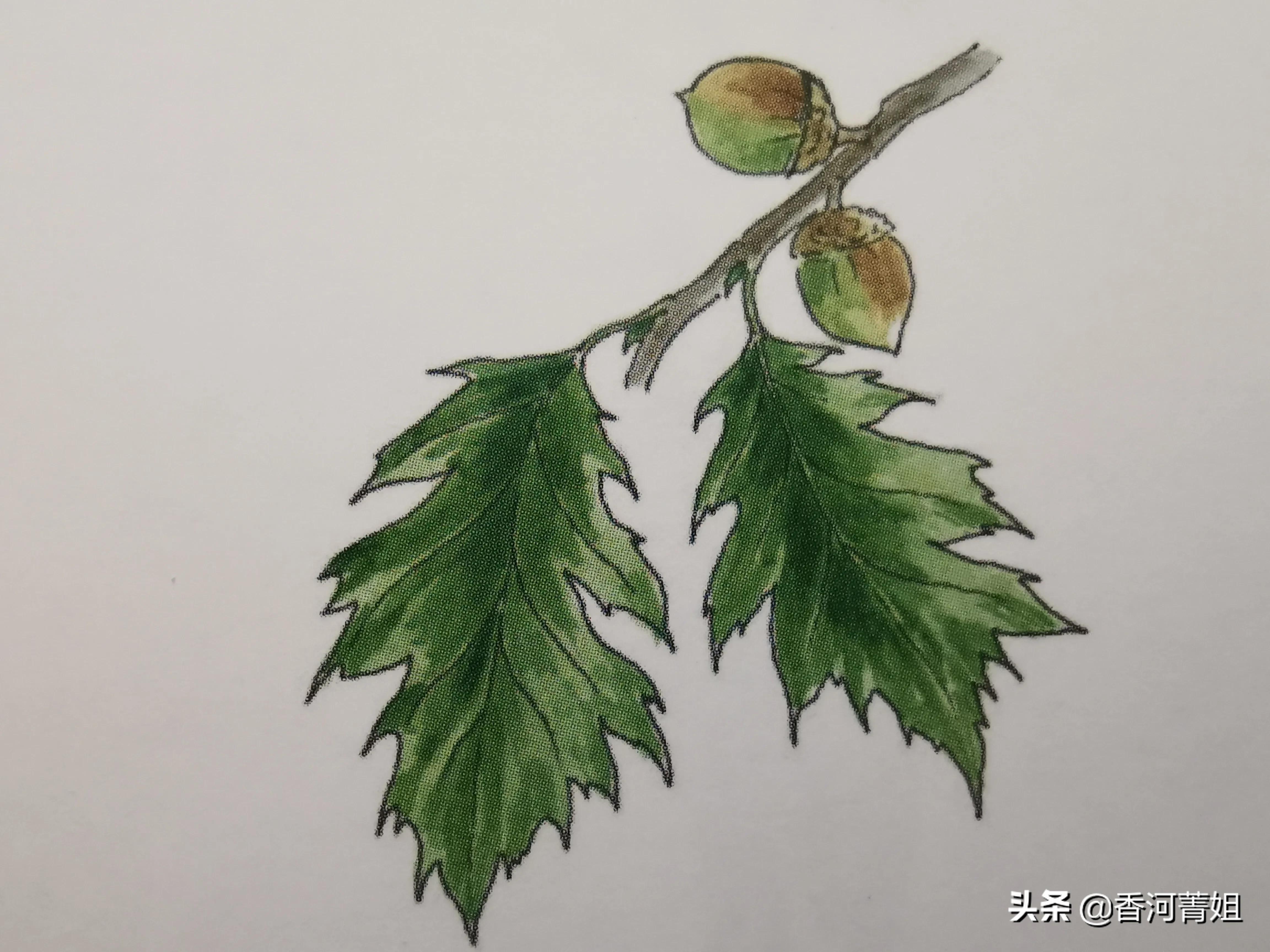 美国红橡木皮,美国红橡木价格