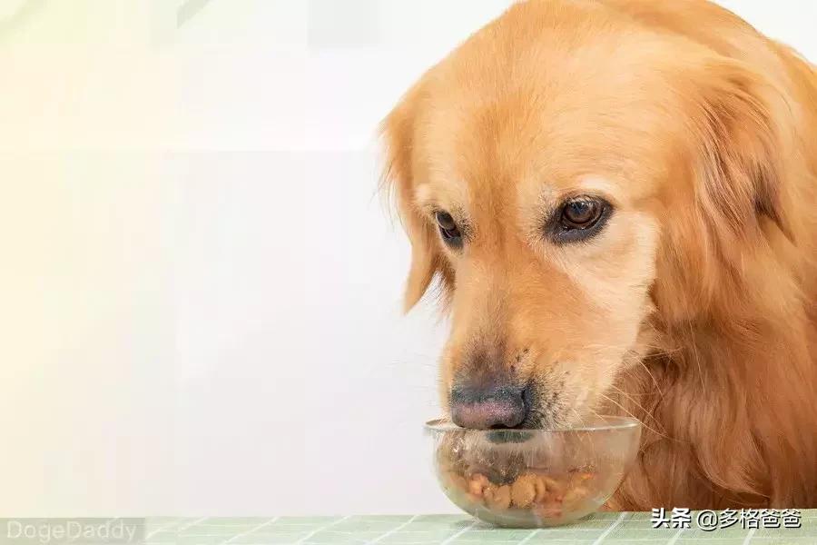 狗狗胀气有呕吐是什么情况,狗狗反刍式呕吐