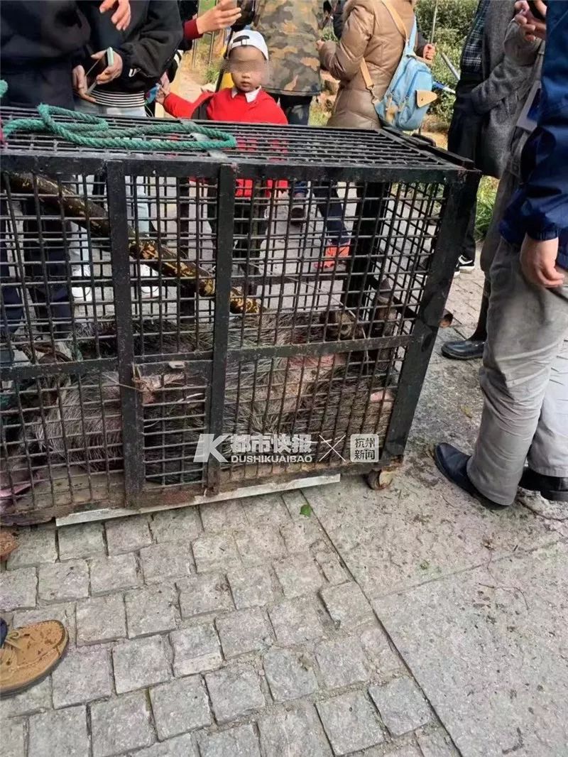 昨天杭州两个小男孩，带着心爱的小弓箭去爬山，幻想是去打猎，没想到真遇到了大家伙