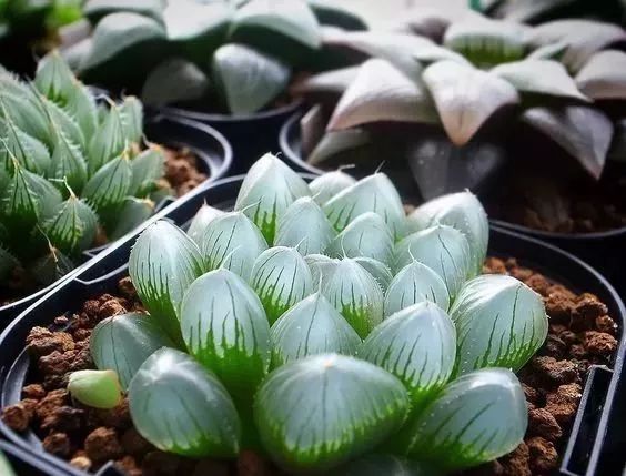 世界上最昂贵的花一朵价值1500万,世界上最高贵的花典雅图文