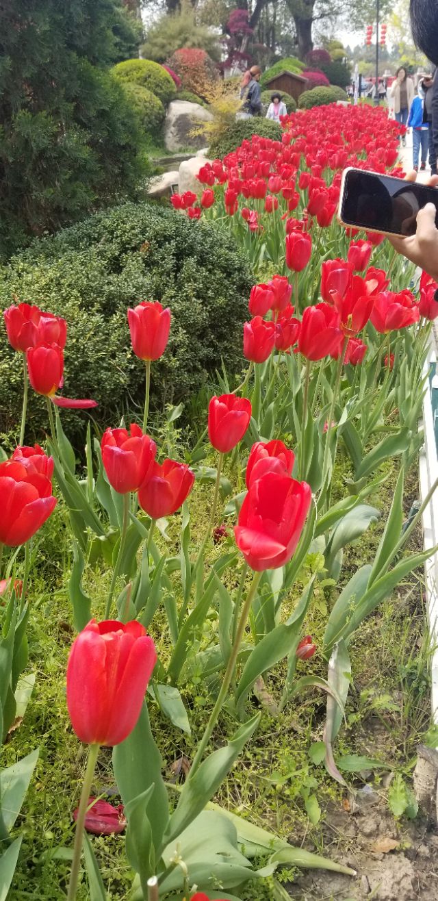 又是清明雨上折菊寄故人,清明雨上折菊寄相思