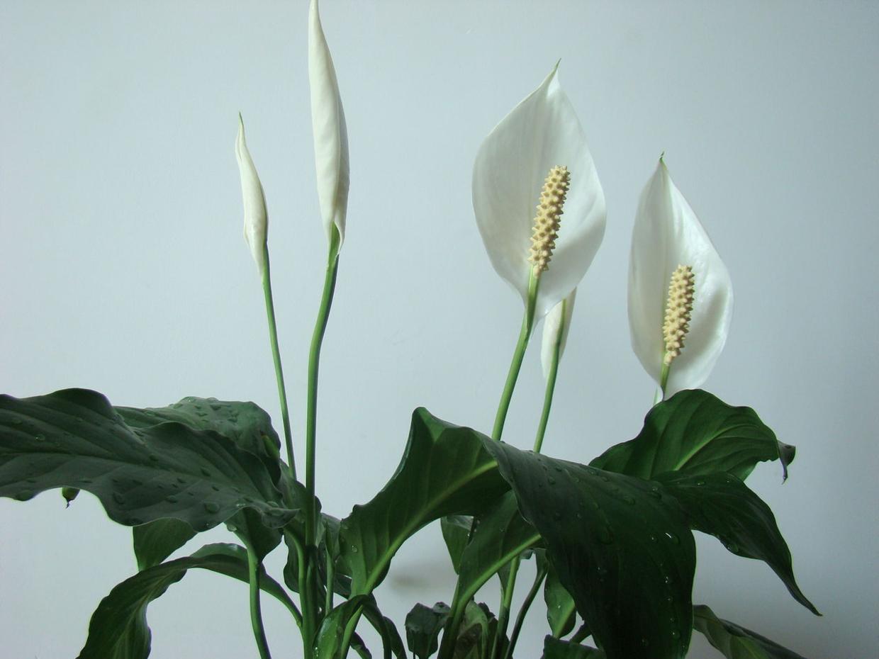 这6种花能净化空气还能杀菌,室内吸甲醛最好的10种花