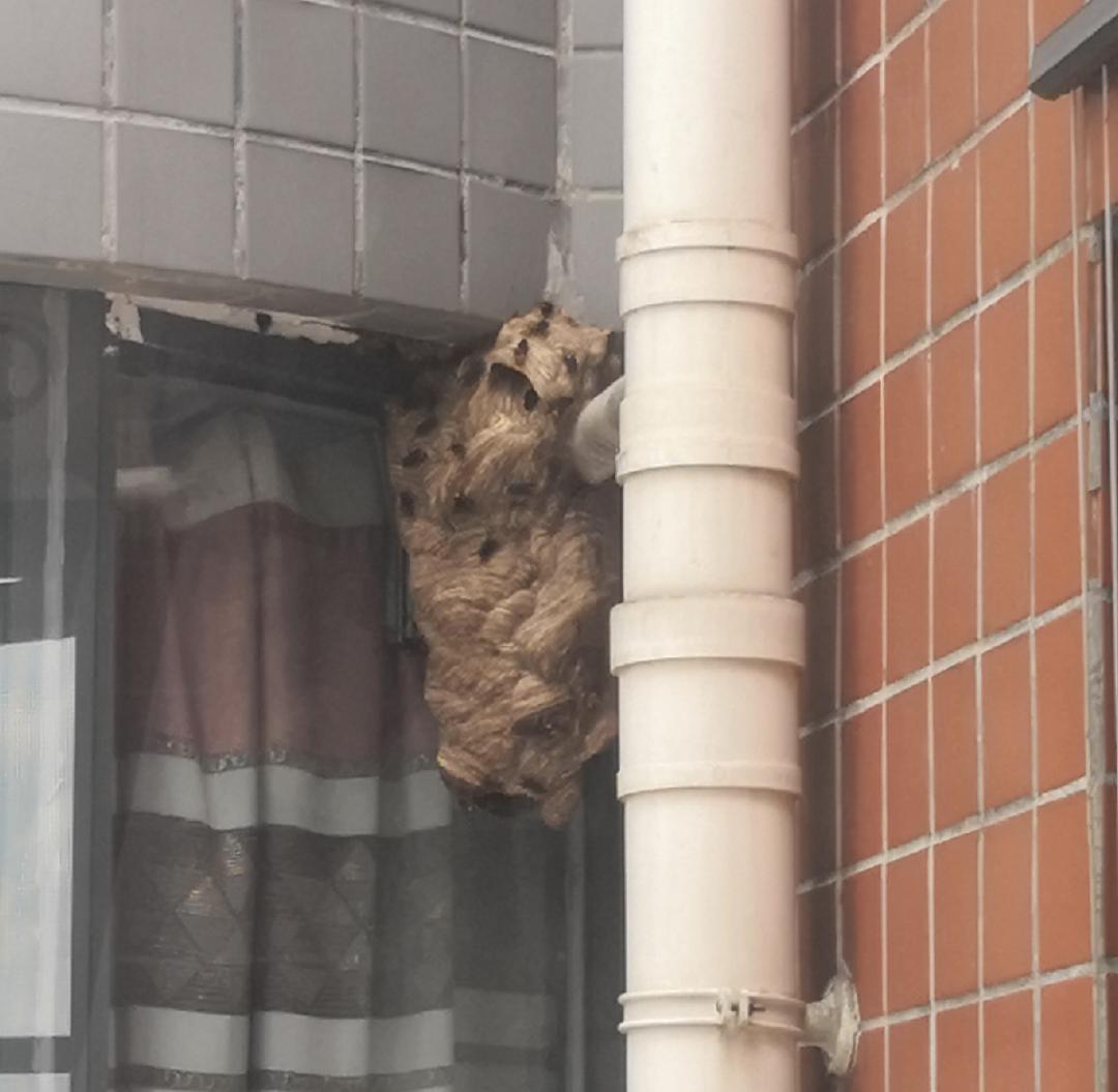 贵阳多地惊现此物，消防“连锅端”