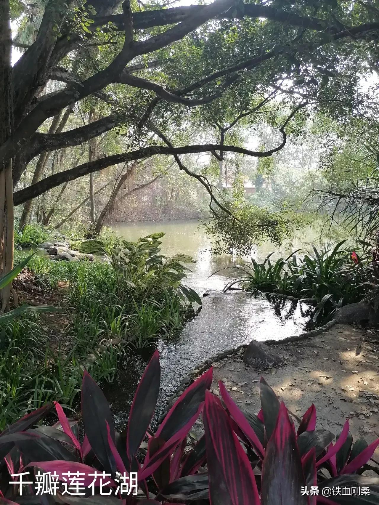 西双版纳景洪市景色壮丽的地方,西双版纳景洪市有什么好玩的景点