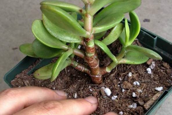 剪个花枝就能开花的植物,枝条就能存活的盆栽植物