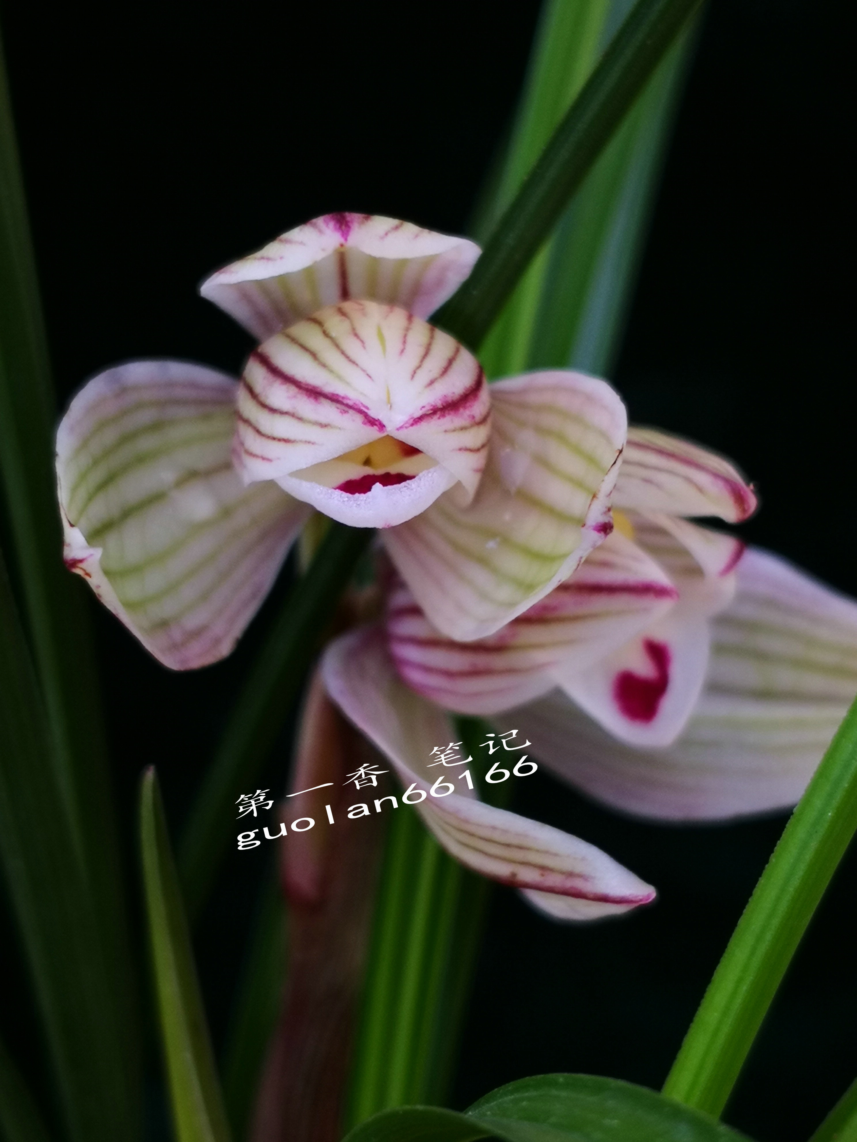 586：西南部兰市热火朝天-莲瓣兰大众化铭品交易量迅猛