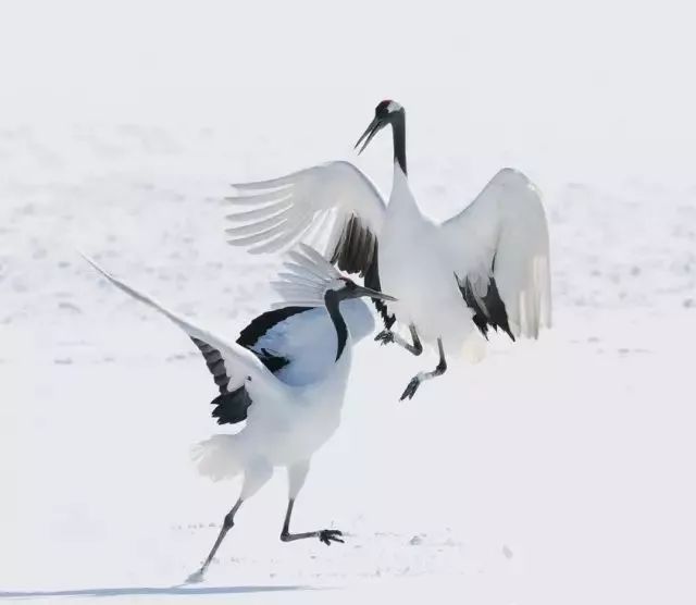 丹顶鹤的忠贞,丹顶鹤浪漫忠贞