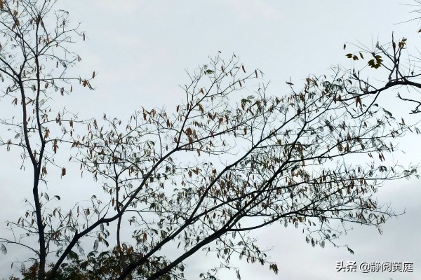 刘禹锡为什么要去牵牛织女家,刘禹锡关于黄河