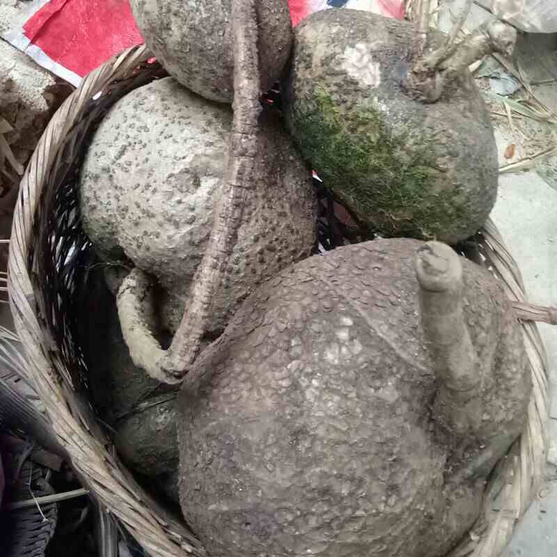 绿萝都养不活还能养什么花,好养活的懒人花绿萝