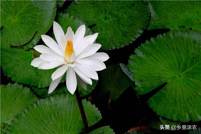 白睡莲怎么种植,养睡莲的方法和注意事项