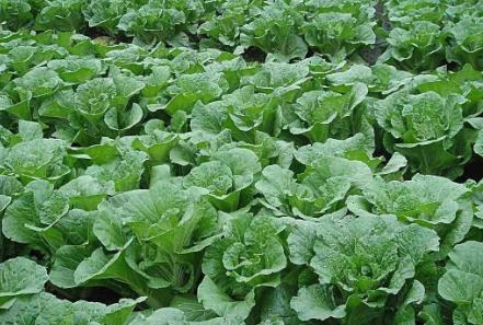 促进生长剂排行,生长调节剂哪种最好最快