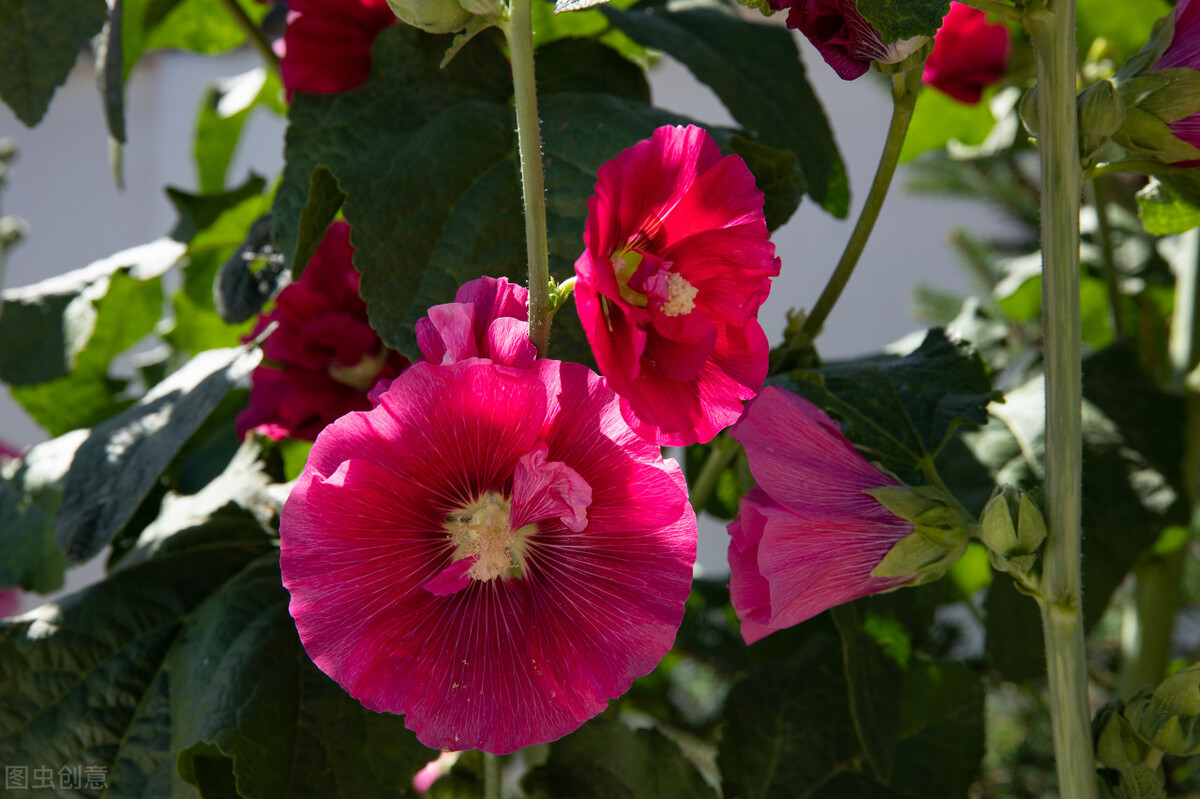 四川一种名花：花叶可食、全株入药，一开就是180天，又美又强大