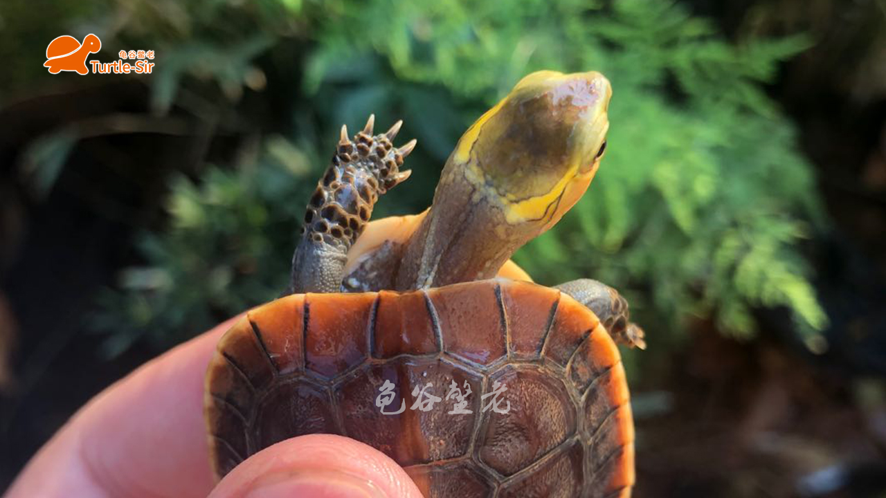 黄缘龟底板有异色可以养吗,黄缘龟背甲颜色淡