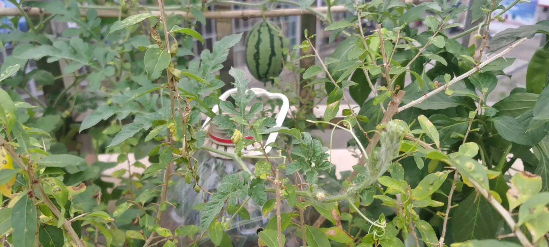 自己沤肥种花种菜的方法,养花用的酵素有哪些