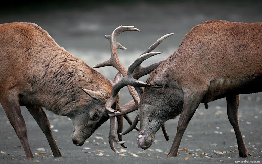 采割鹿茸时鹿会感到疼痛吗,梅花鹿不麻醉割鹿茸痛吗
