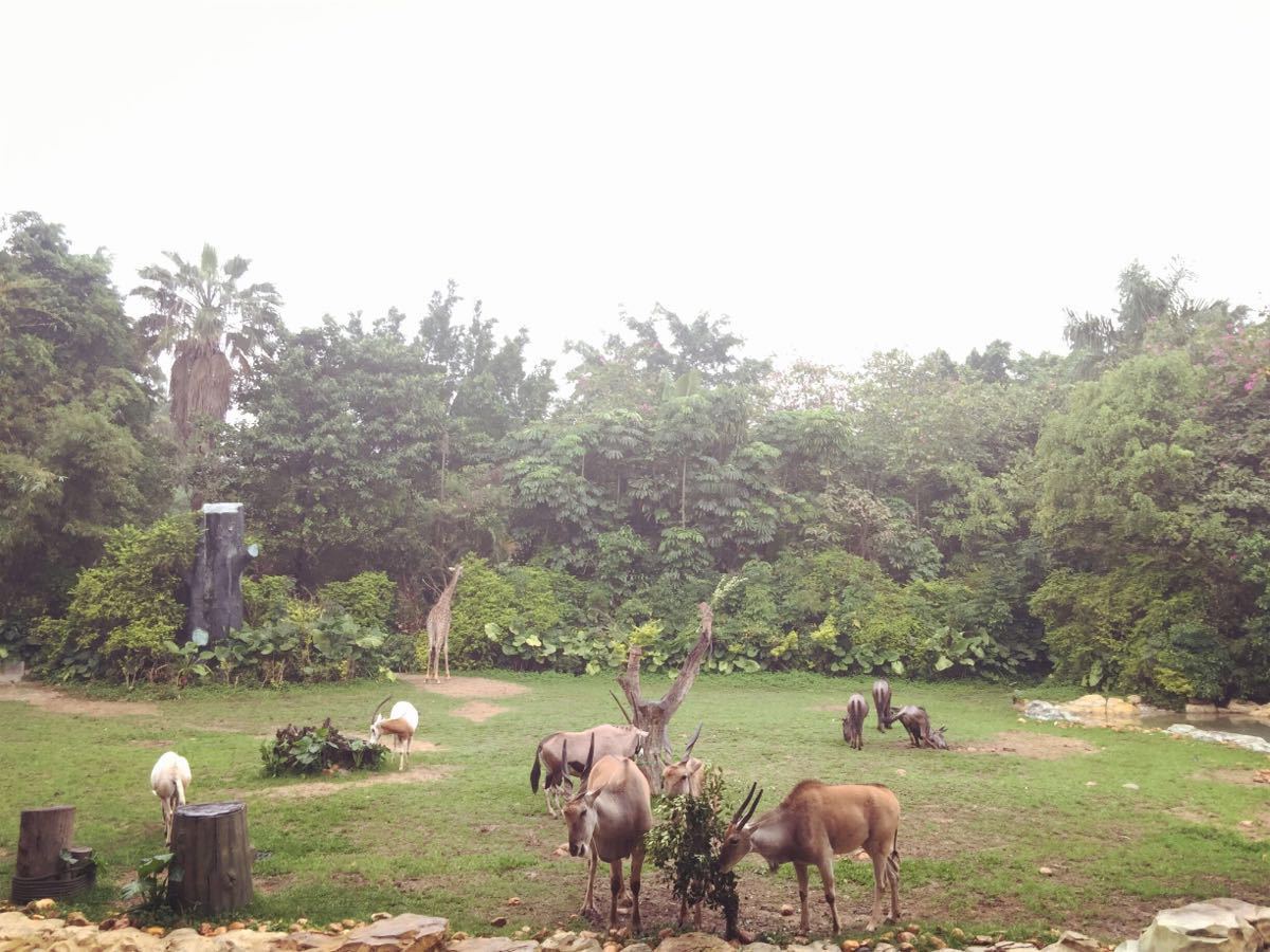 济南野生动物园门票2020年9月,2022年乌鲁木齐野生动物园门票