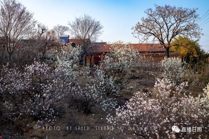 日照最美桃源,寻找最美春天日照惊艳全城