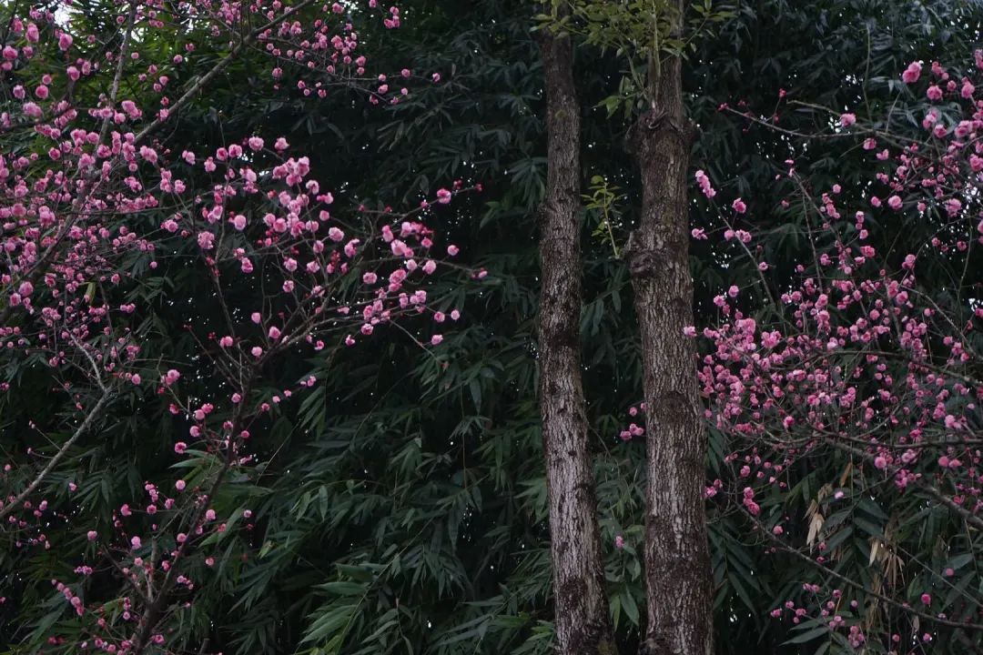 陆游春节的诗,陆游写的关于成都的诗